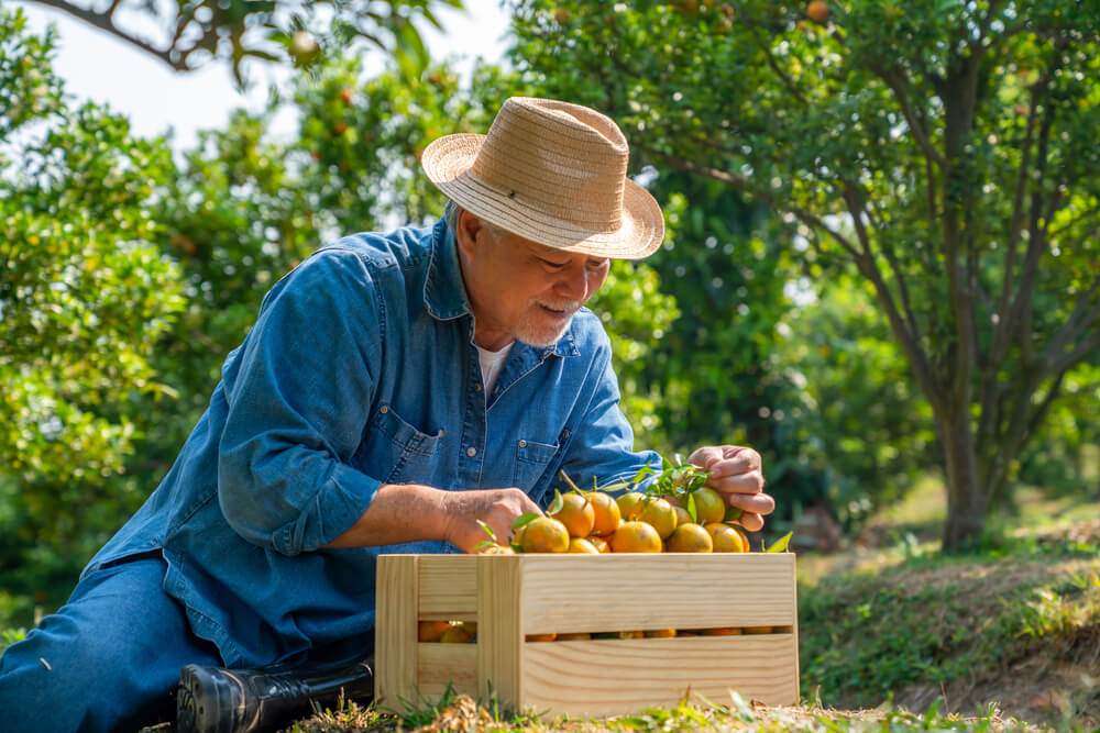tipos de aposentadoria do inss: aposentadoria rural por idade