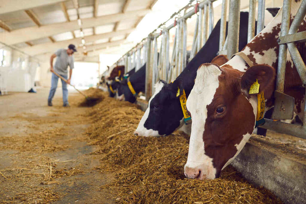 vacas em fazenda, representando os benefícios do INSS para aposentadoria rural