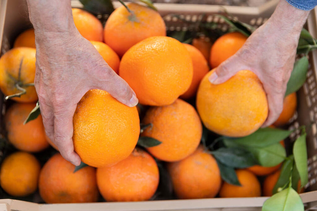 laranjas representando a aposentadoria rural para quem tem 15 anos de contribuição
